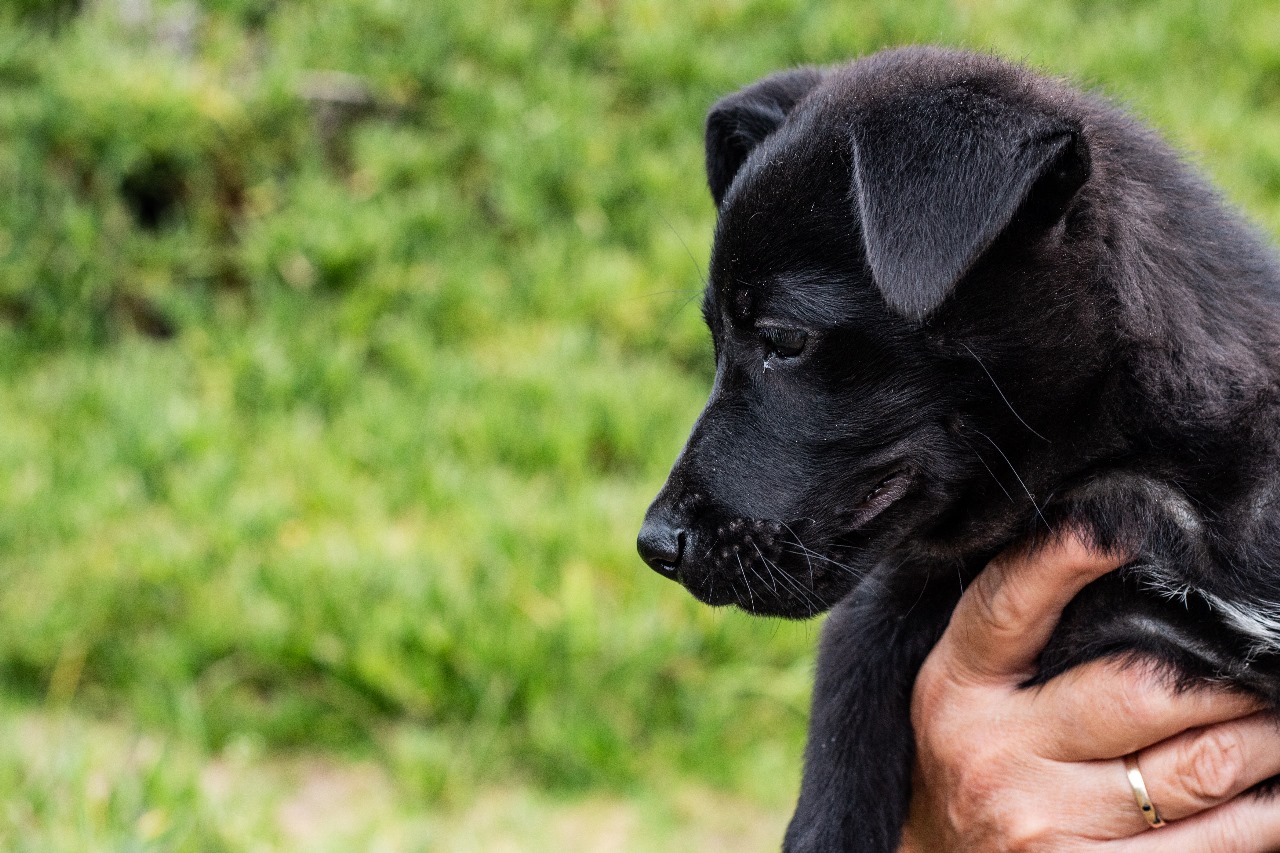 Society for the Prevention of Cruelty to Animals Grahamstown logo